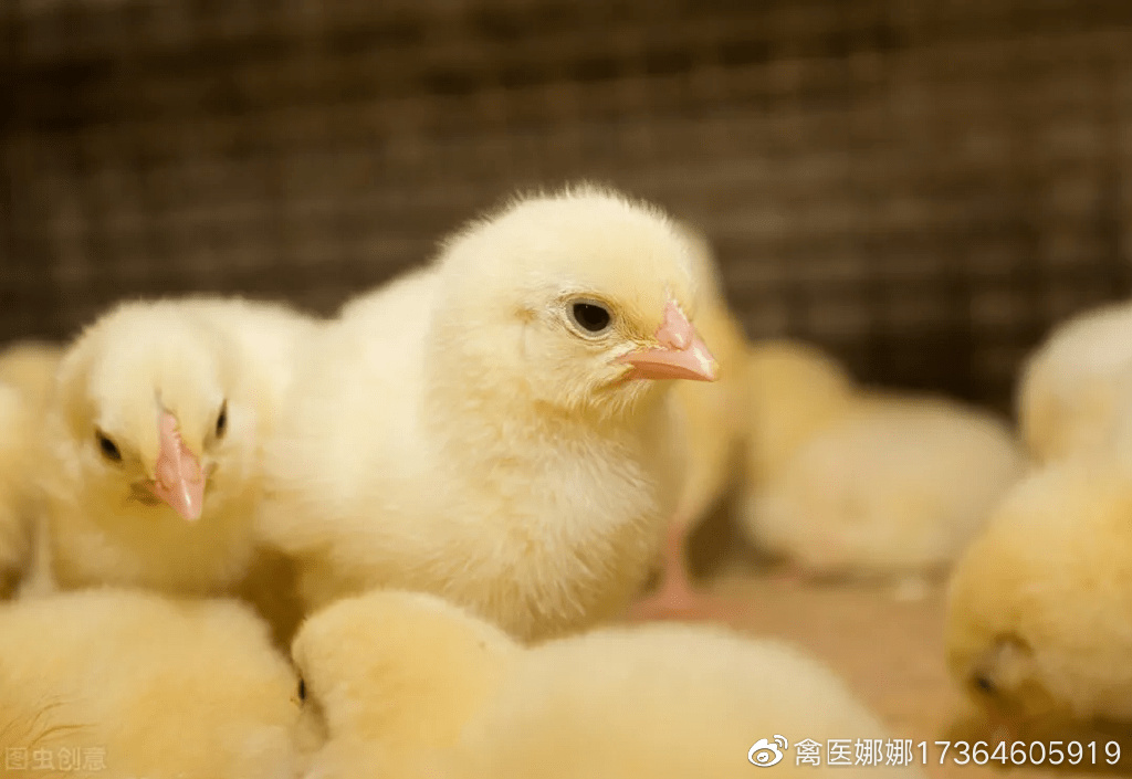 开口器的正确使用方法（罐头开口器的正确使用方法）