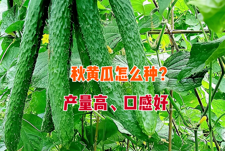秋黄瓜的种植时间和管理方法（秋黄瓜种植技术和管理）