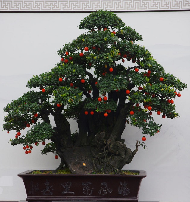 金弹子怎么种植方法（金弹子怎么种植方法视频）