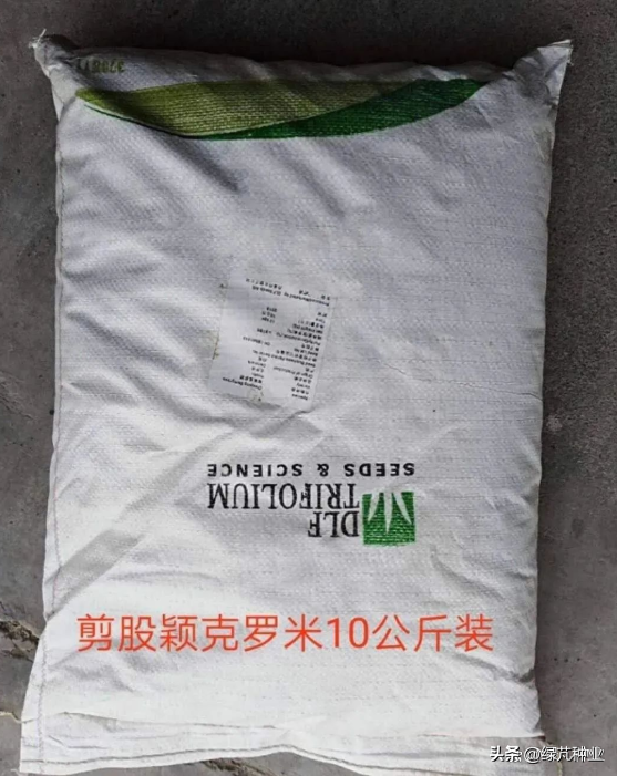 剪股颖草坪优缺点（剪股颖草坪图片）
