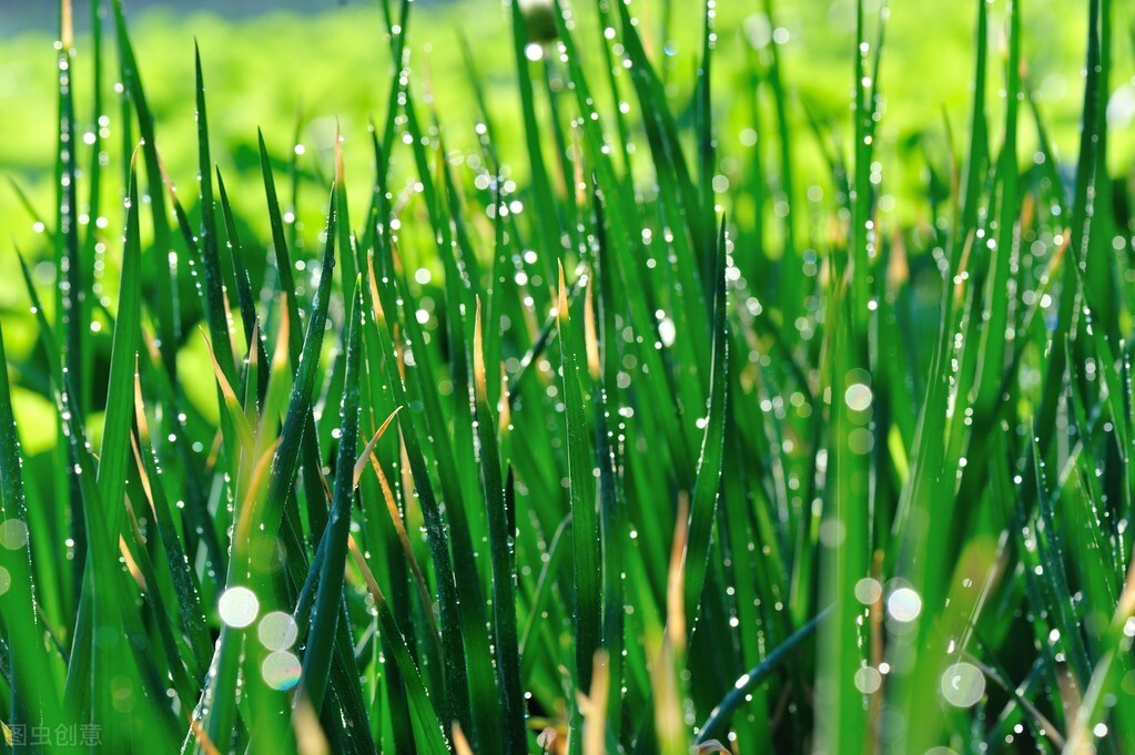 小葱种子怎么种植方法（种小葱怎么种）