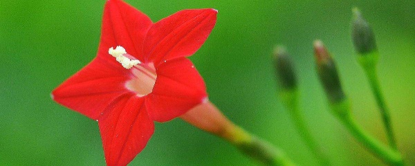 茑萝播种时间和方法（茑萝的盛花期什么时候）