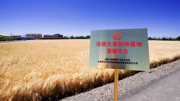 汾酒“第一车间”落子新疆奇台 筑牢清香品质根基